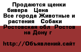 Продаются щенки бивера › Цена ­ 25 000 - Все города Животные и растения » Собаки   . Ростовская обл.,Ростов-на-Дону г.